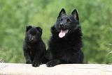 SCHIPPERKE 569